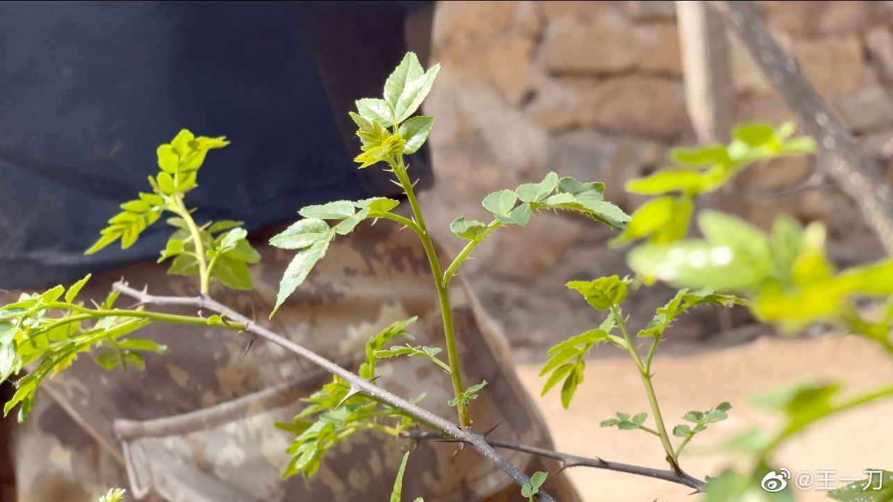 早晨起来发现院外的花椒树已经长出来新芽