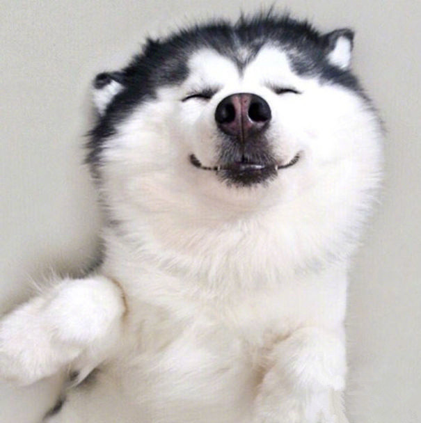 一只长得萌萌的二哈超可爱竟然有点被它的笑容撩到了