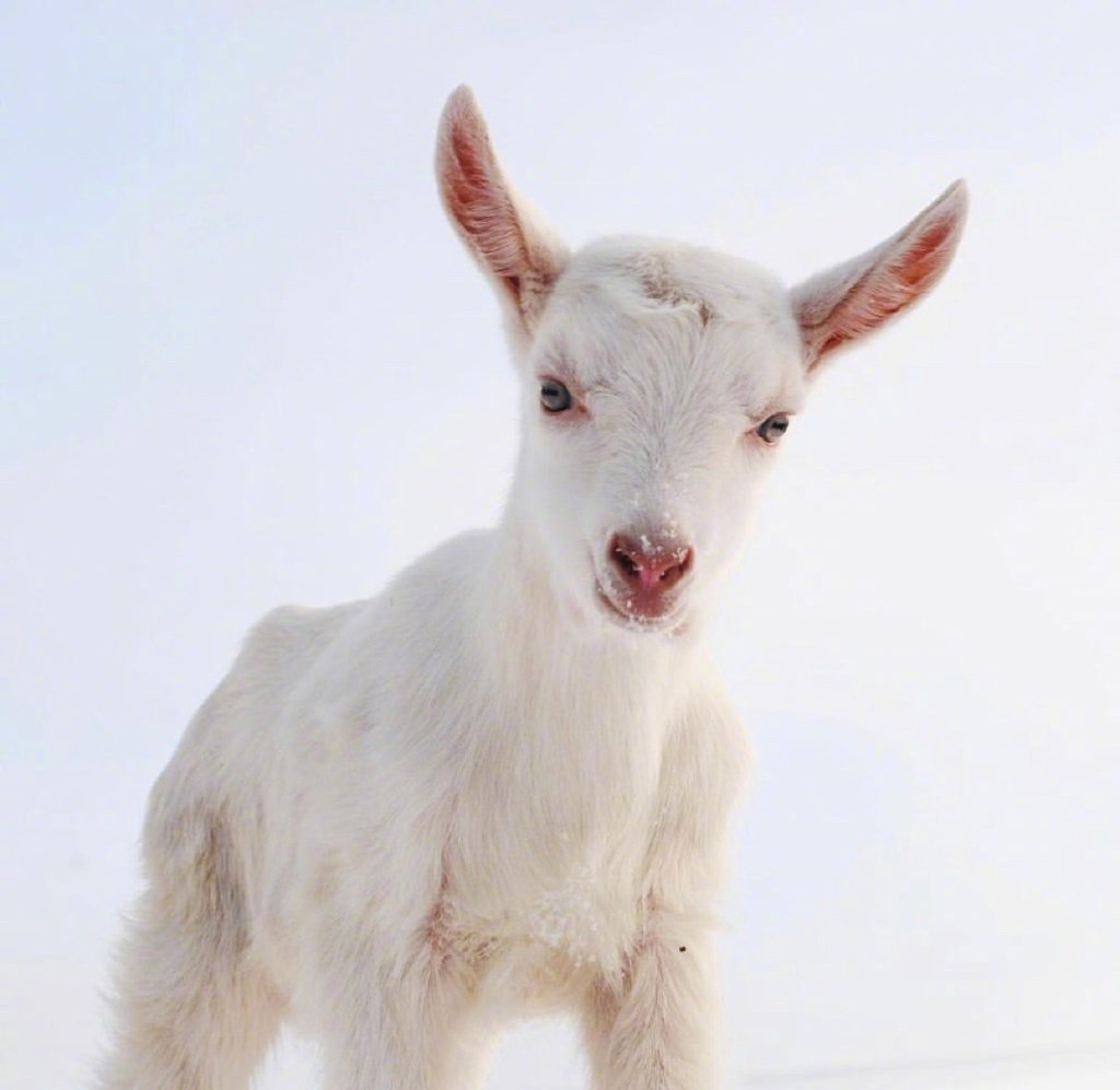 治愈羊咩咩,早安!__财经头条