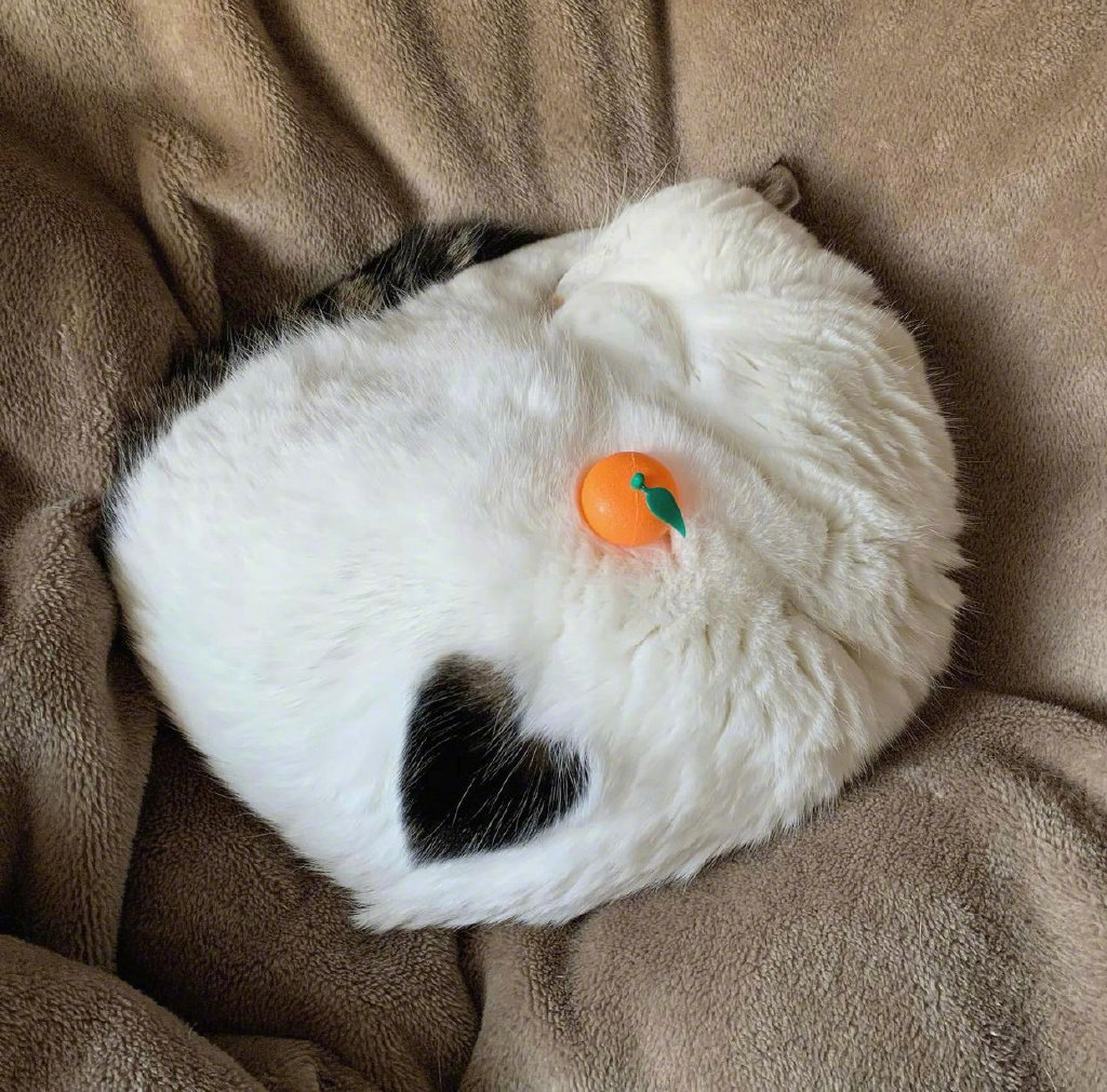 中分猫猫头_高清图集_新浪网