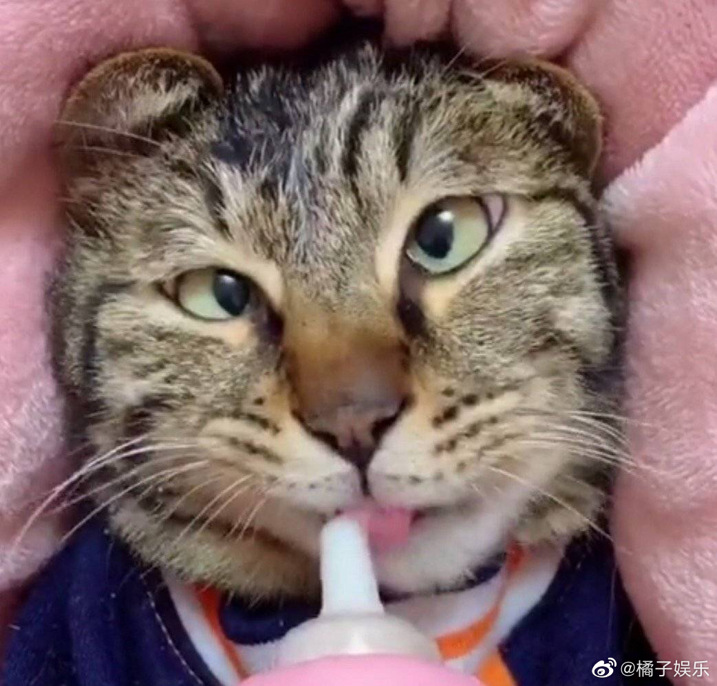 点开之前:猫怎么会对眼呢?假的吧.点开之后