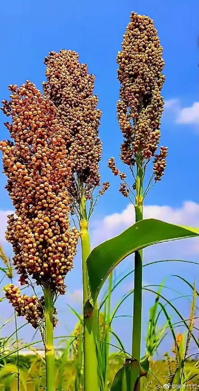 看,庄稼又丰收了__财经头条