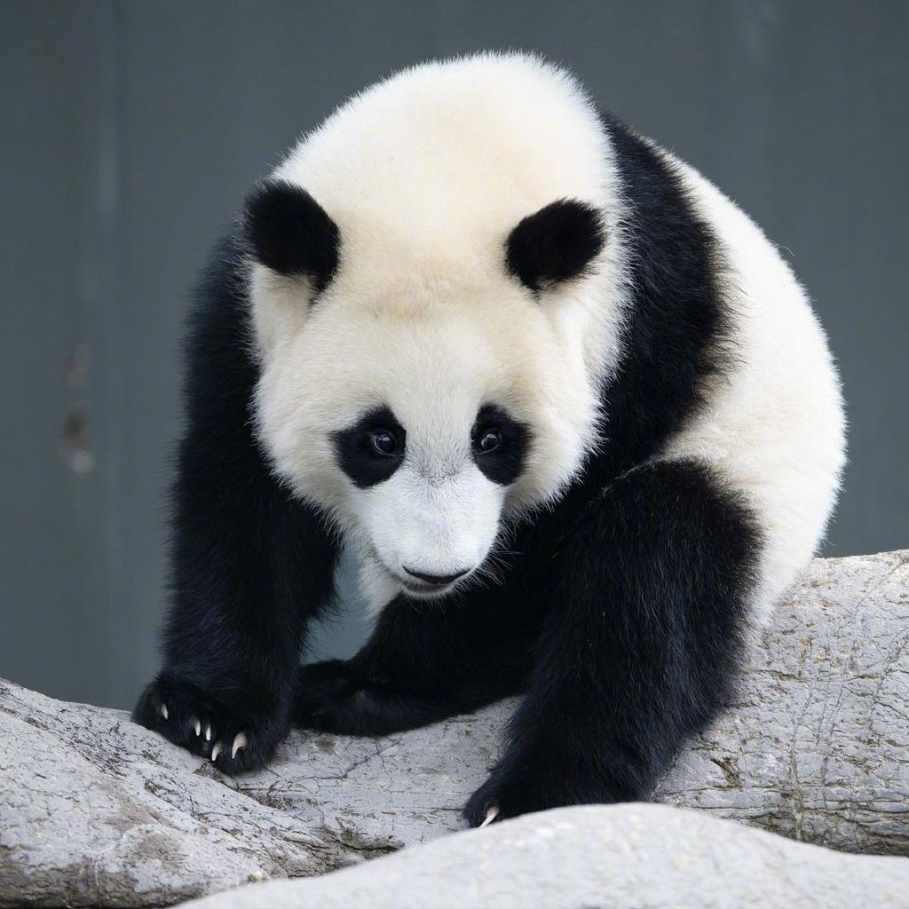 憨态可掬的可爱大熊猫,早安!__财经头条