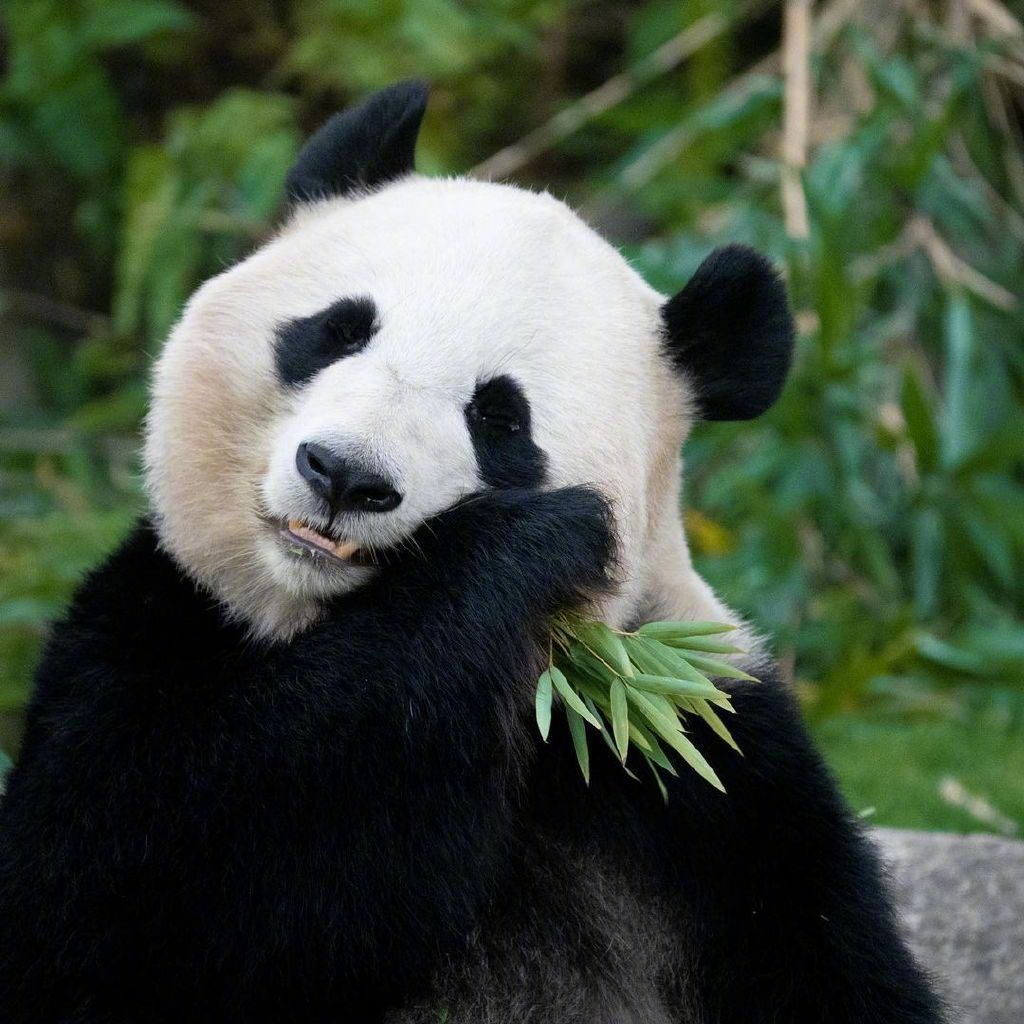 憨态可掬的可爱大熊猫,早安!__财经头条
