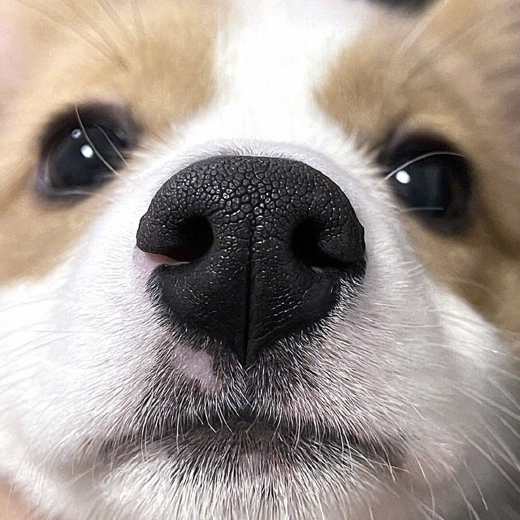 一组可爱的怼脸大头照