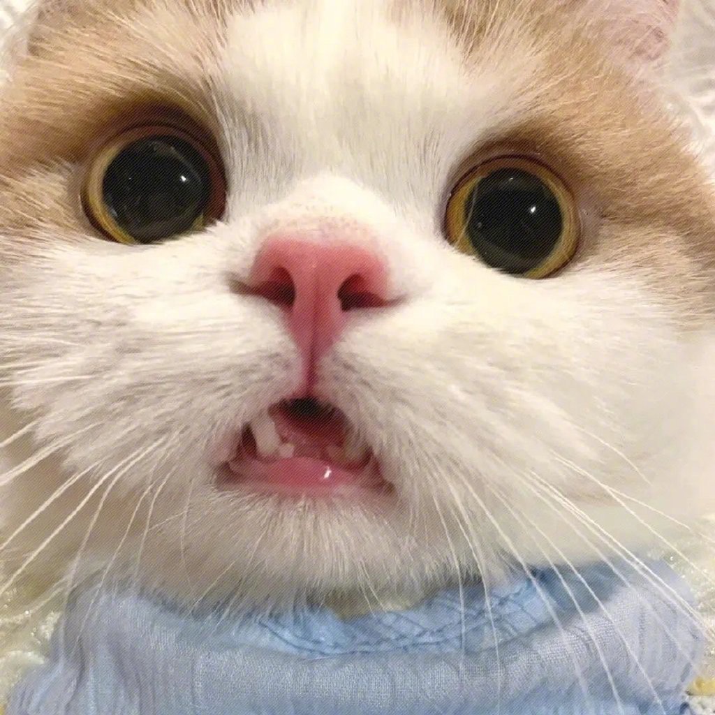 一组可爱的怼脸大头照