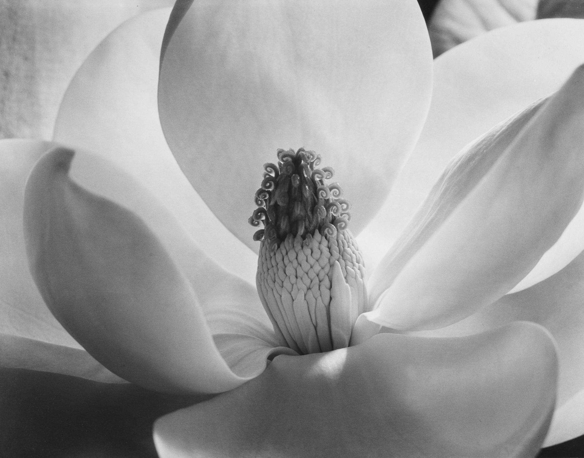 伊莫金·坎宁安(imogen cunningham)镜头下的花卉.