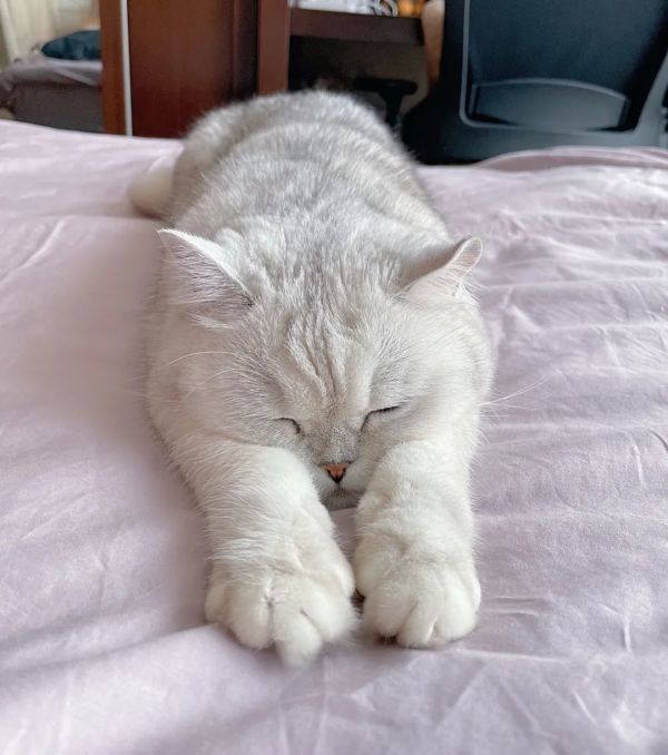 忽冷忽热就这么睡猫咪赖上床赶不走洲际酒店千元配置半价带回家