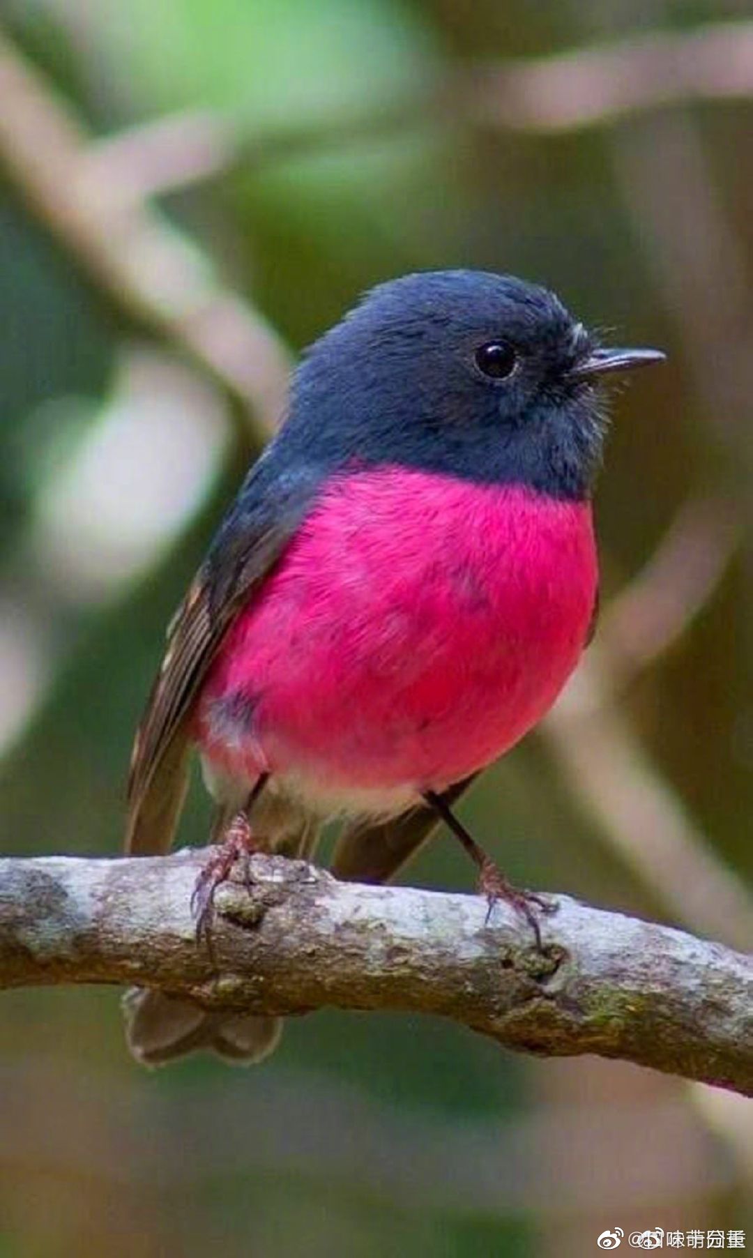 粉红知更鸟我感觉它在叉腰