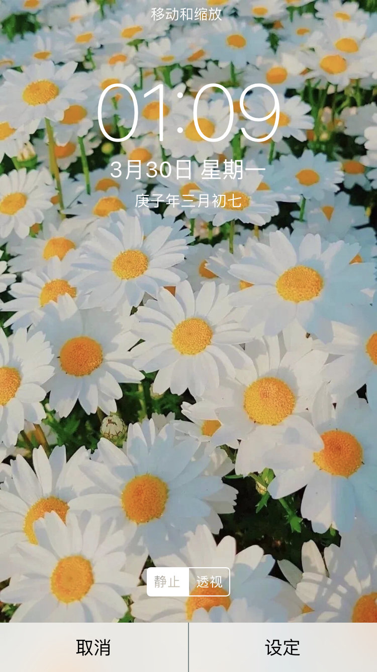 小雏菊的花语是 天真 和平 希望 纯洁的美以及深藏在心底的爱 高清图集 新浪网 小雏菊的花语是 天真 和平 希望 纯洁的美以及深藏在心底的爱 高清图集 新浪网