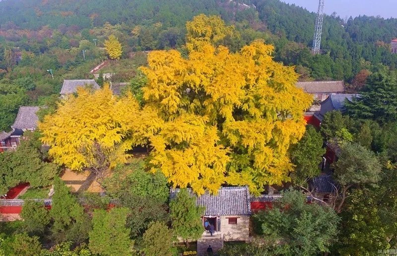 浮来山银杏树今日10月20日动态有人说秋天没有去过浮来山