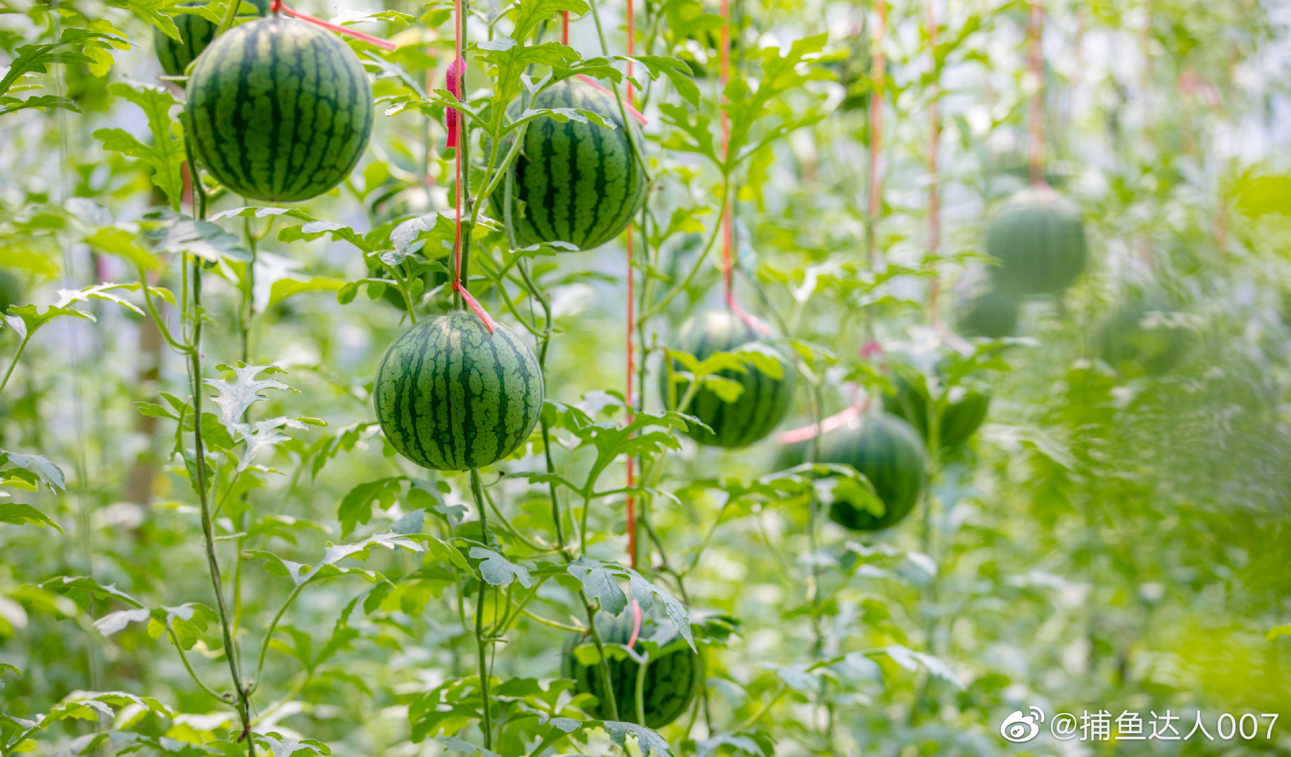 济阳仁风富硒西瓜@济南市文化和旅游局 @中国摄影师联盟_高清图集