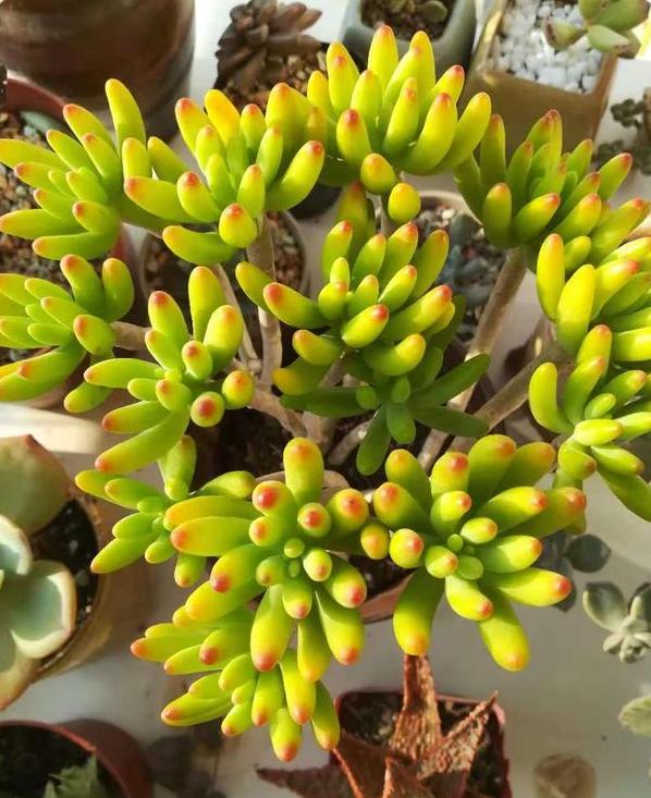 警惕新手盆栽多肉八千代别放不开手脚狠心剪剪看着更美