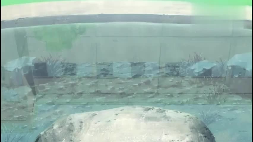 夏目友人帐 西村还以为夏目和多轨有暧昧 气得疯狂锤人 笑死了