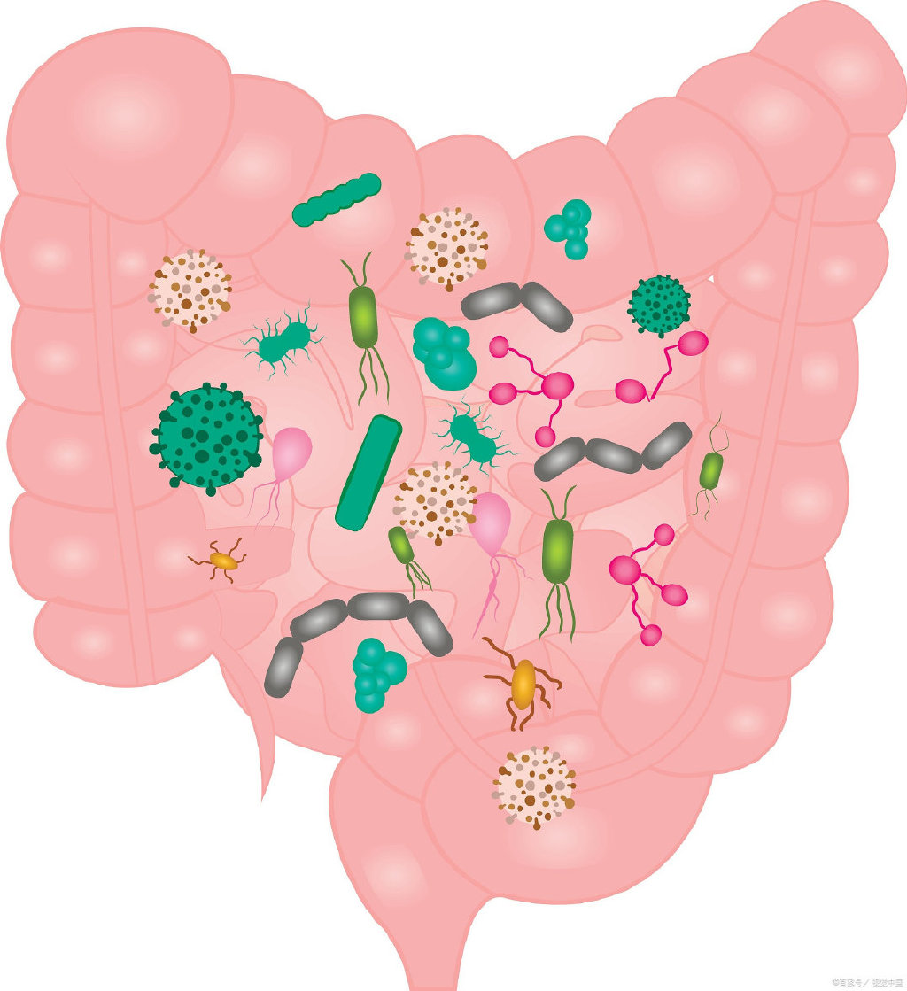 为什么akk菌调节免疫预防糖尿病研究发现可能与细胞膜脂质有关