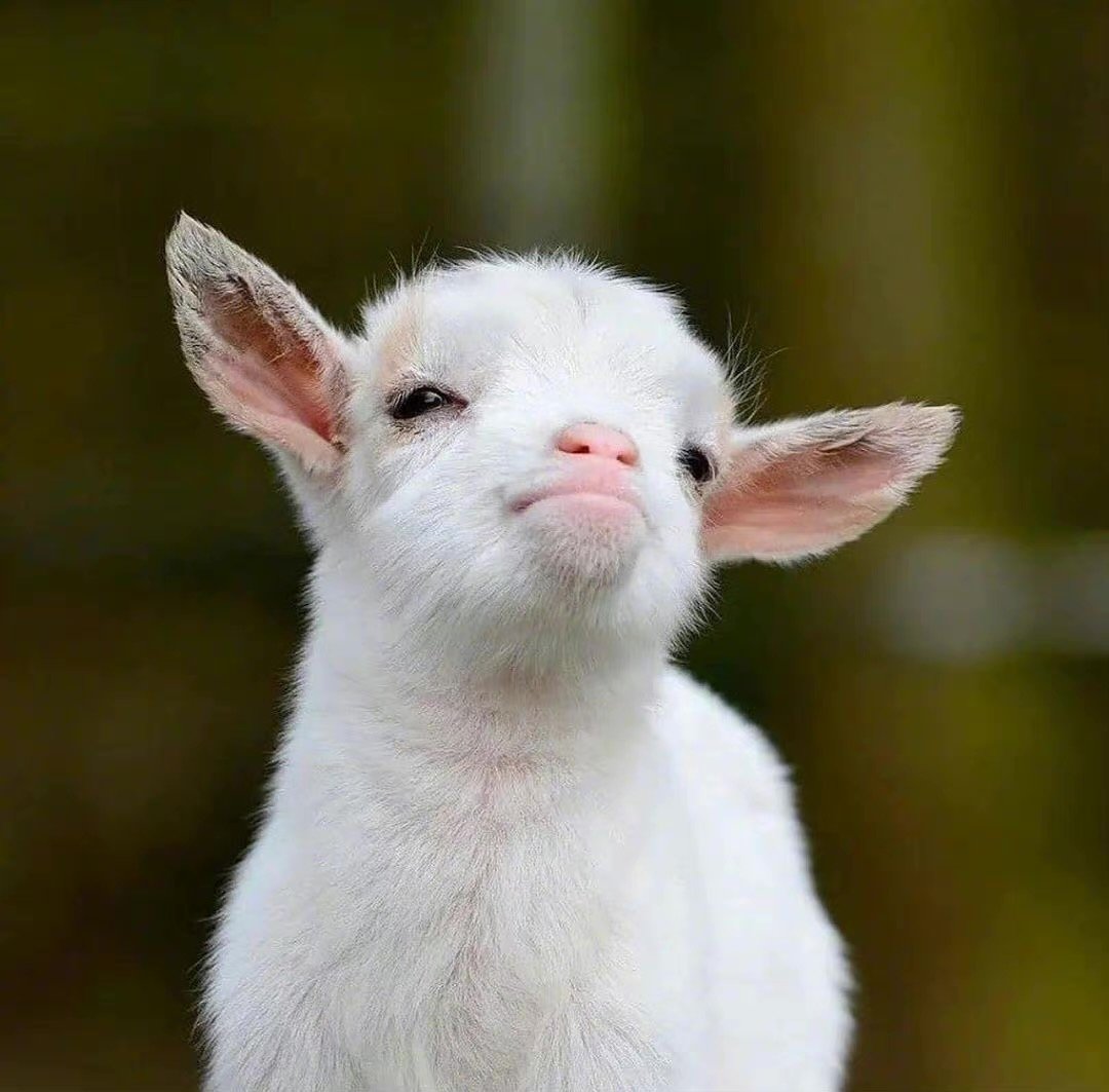 可爱羊咩咩insgoatcuteness