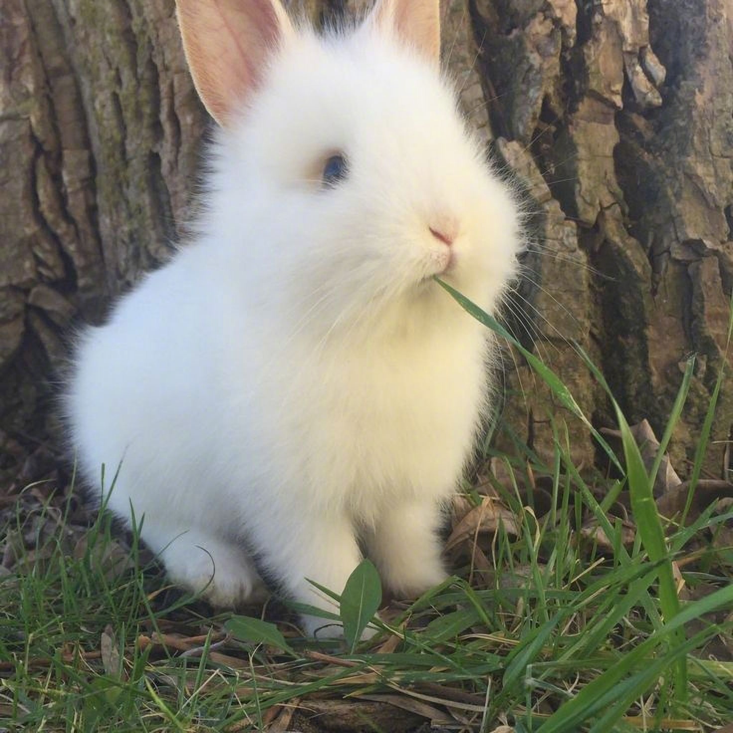 兔狲为什么不能养 最难养的猫科动物有哪些