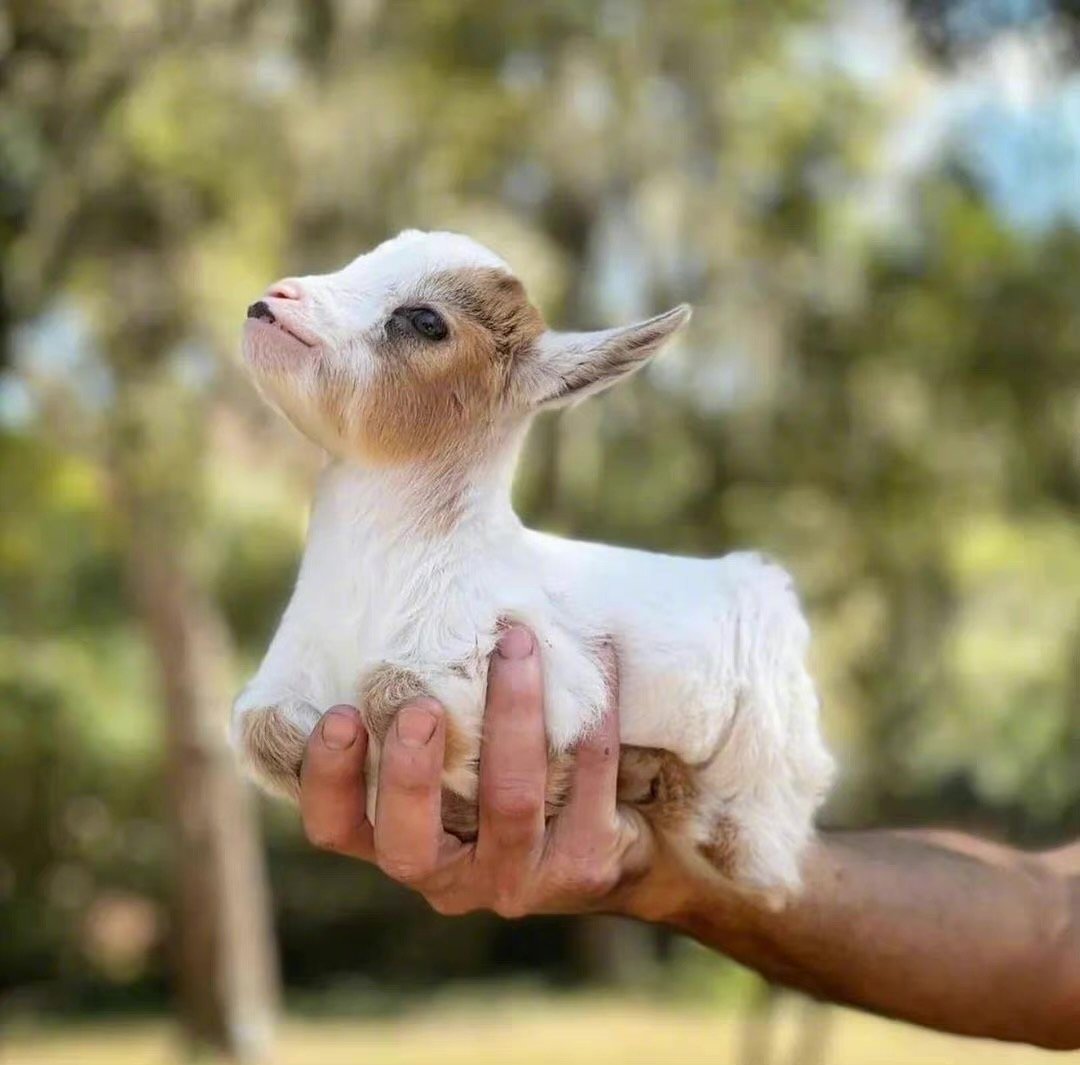 可爱羊咩咩insgoatcuteness