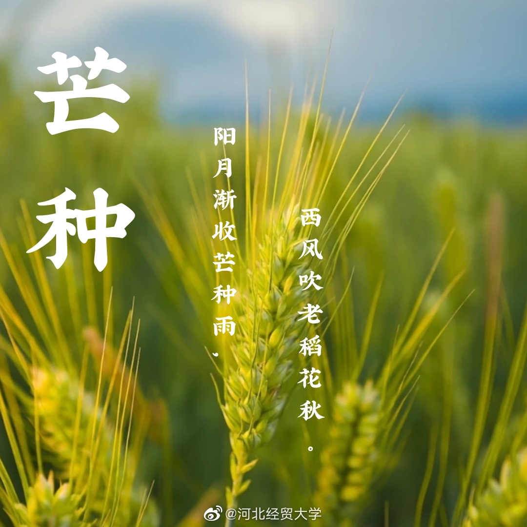 今日.芒种,是南方种稻与北方收麦之时……__财经头条