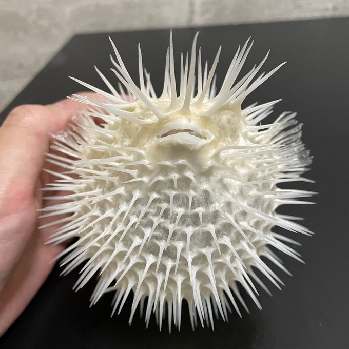 刺鲀骨骼标本(photo:inoshishinohito)|鲀|标本|骨骼_新浪新闻