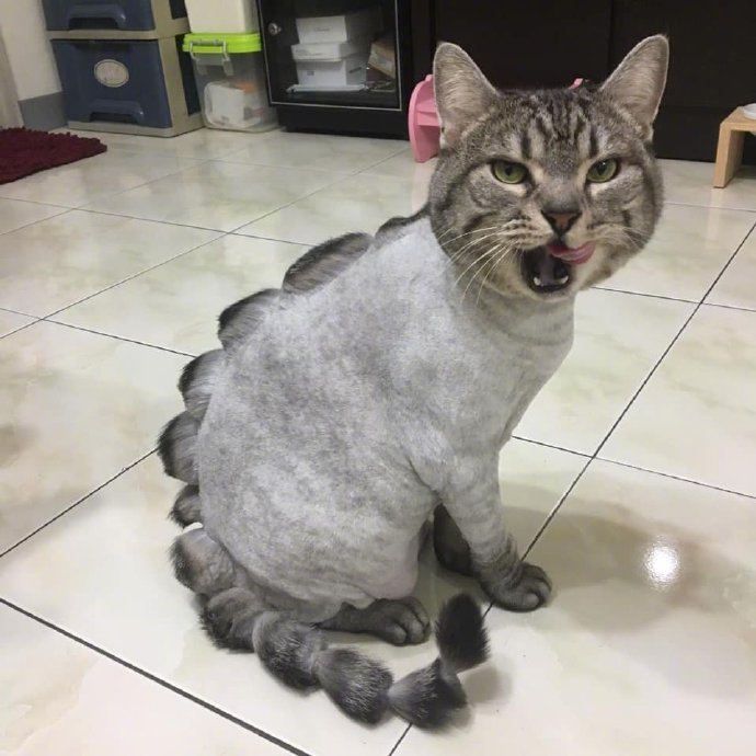 恐龙猫,好肥啊!