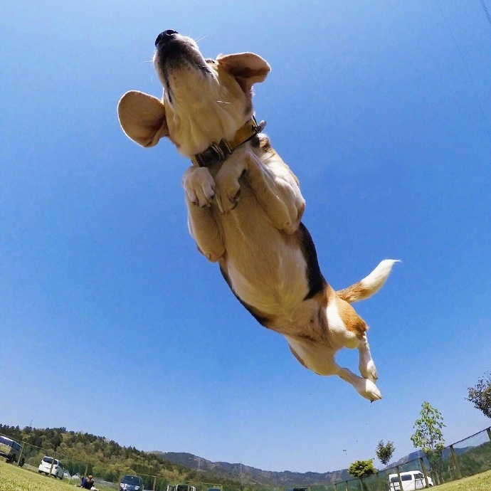 飞奔在空中的狗狗你这是要上天吗