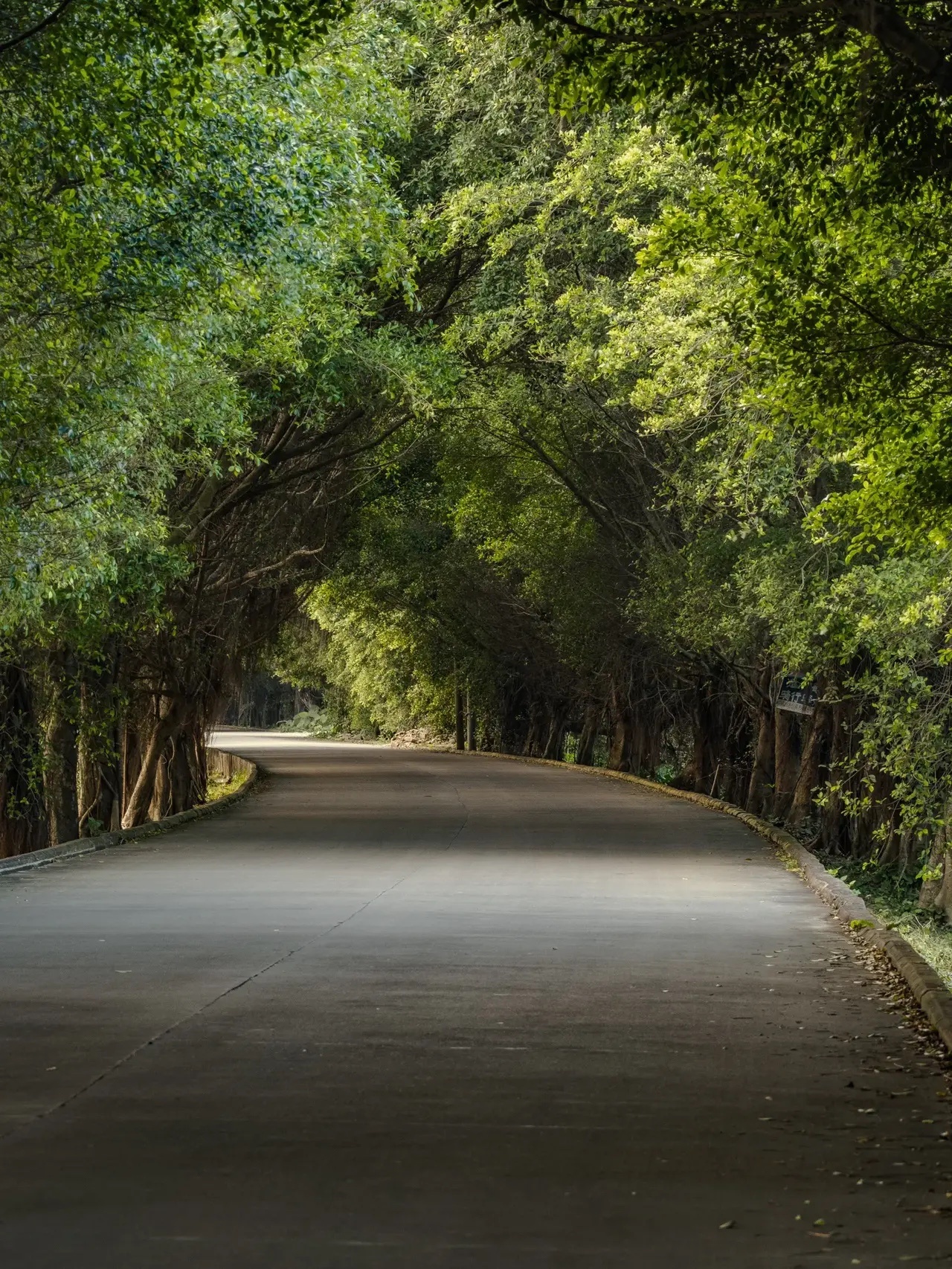 绿树成荫的乡间小道……__财经头条