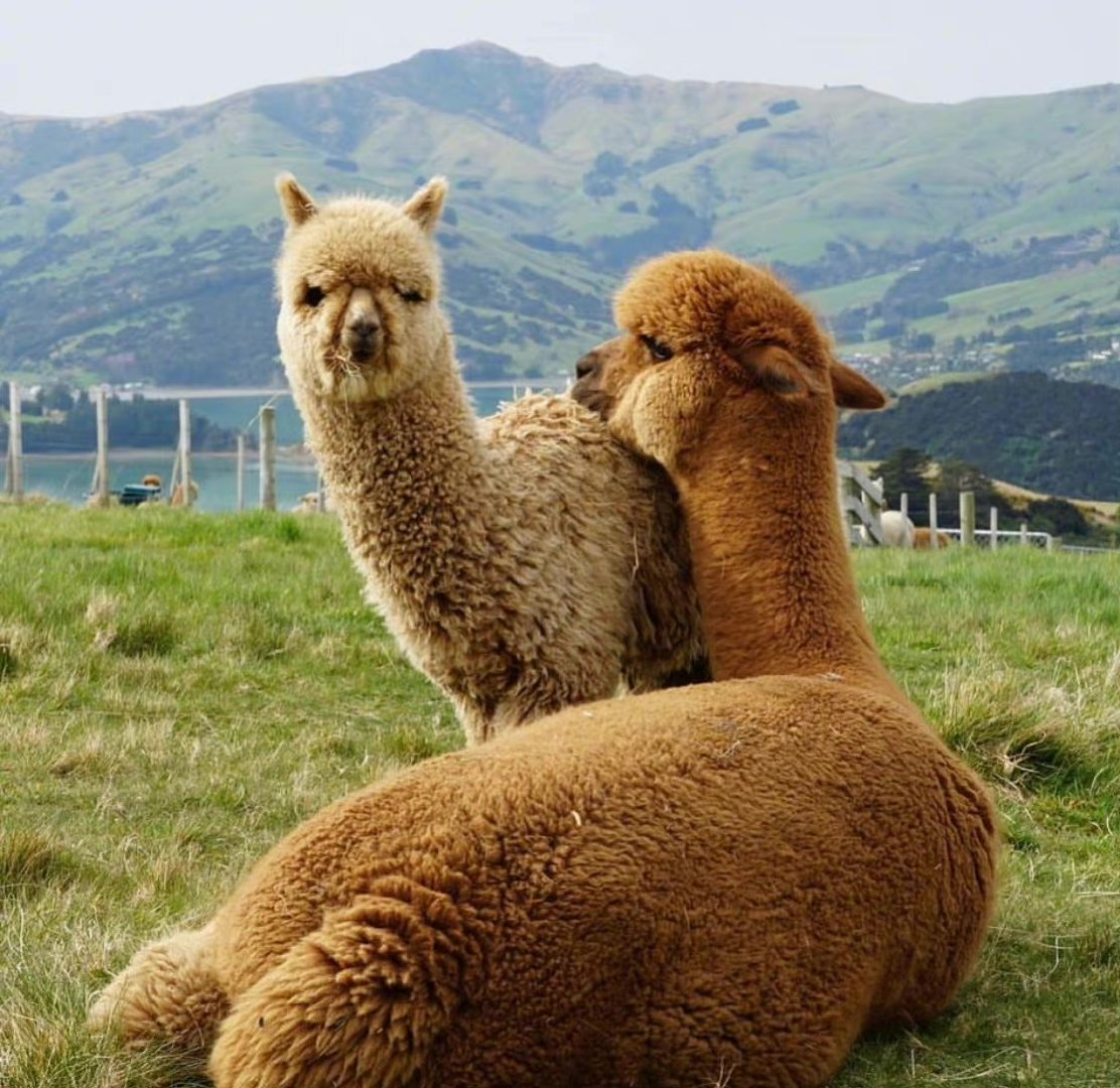 新西兰莎玛拉羊驼牧场_高清图集_新浪网