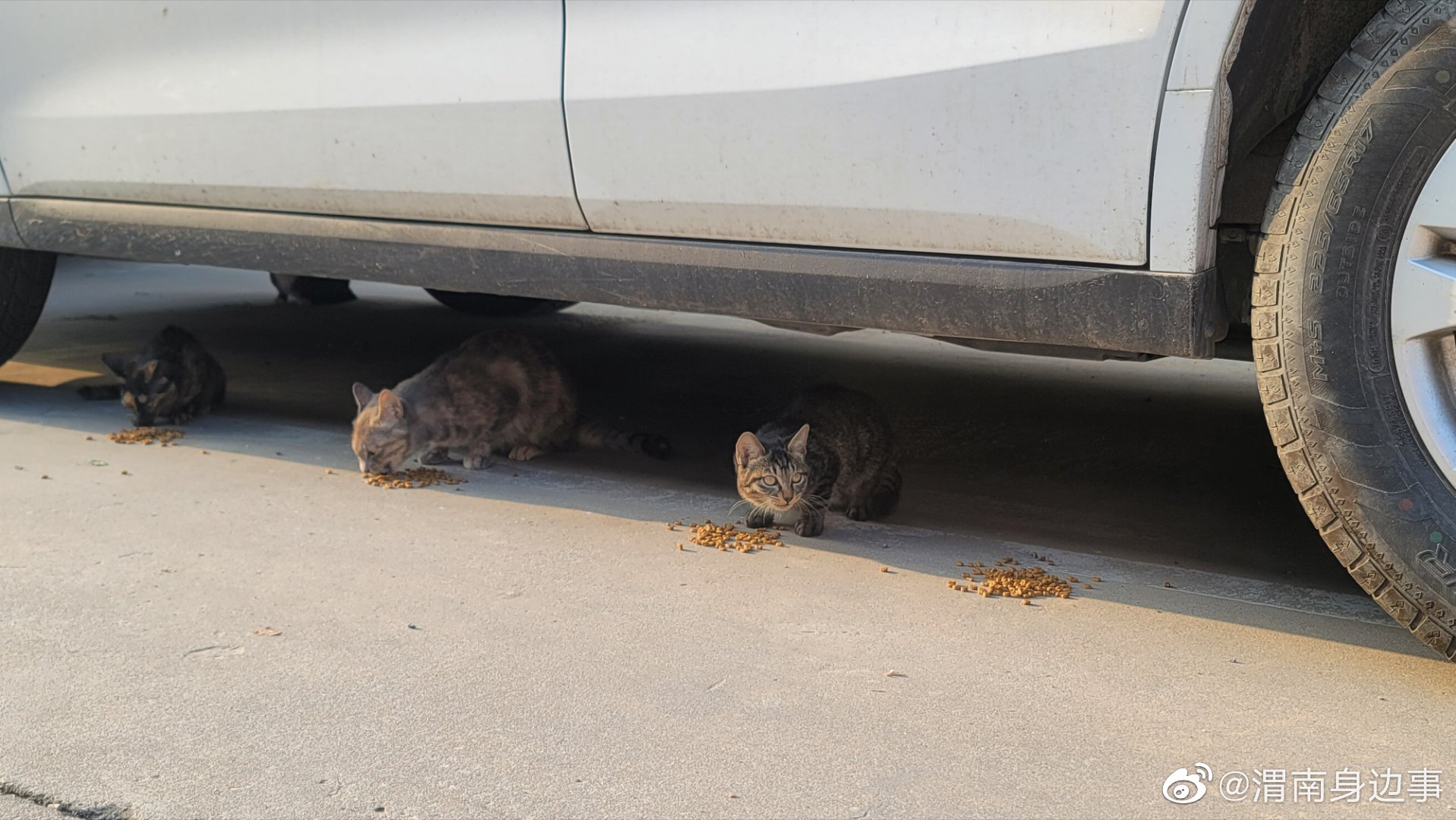 早安,又是喂流浪猫的一天__财经头条