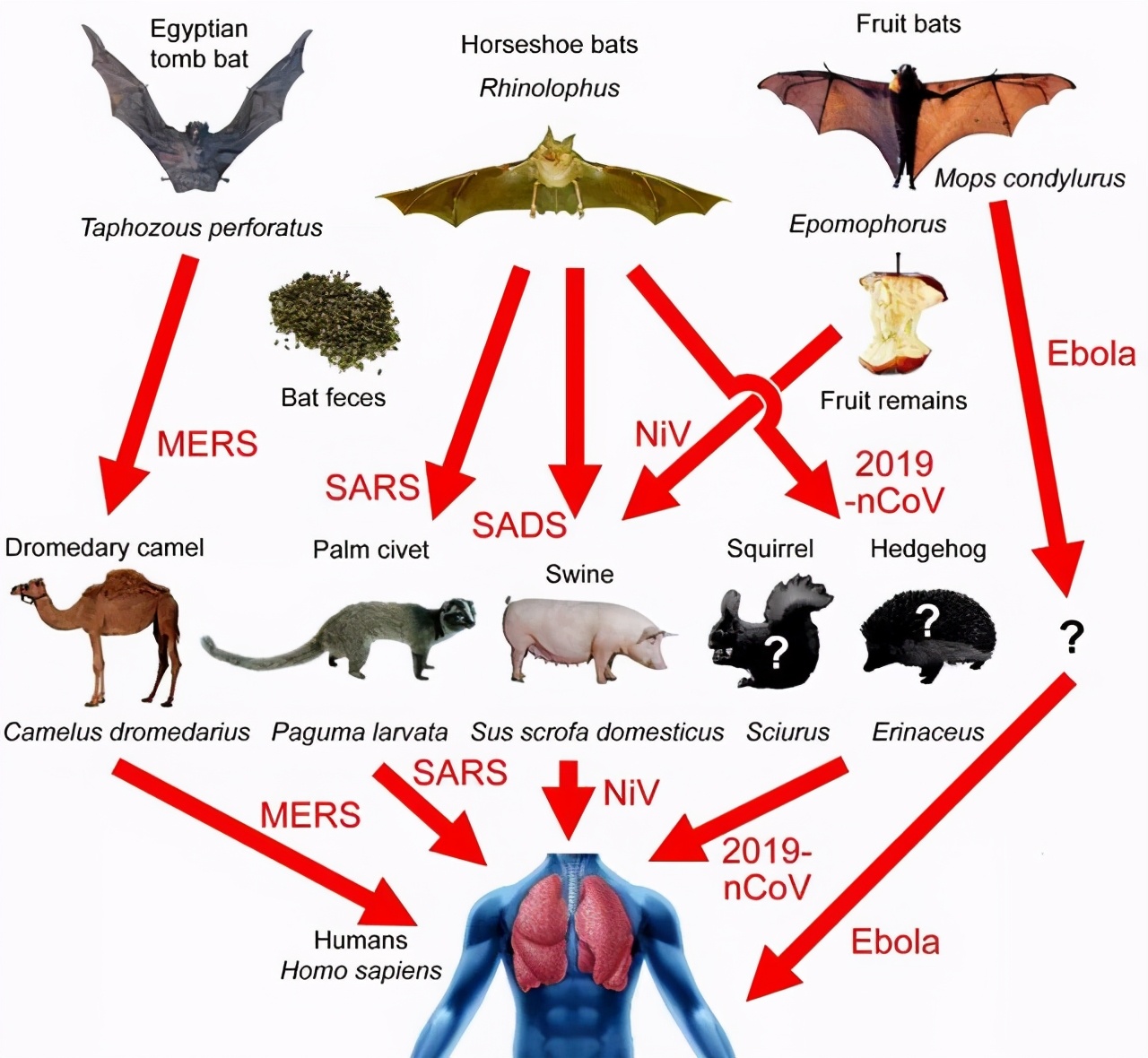 病毒的终极目的,是为了杀死宿主,还是和宿主共生?