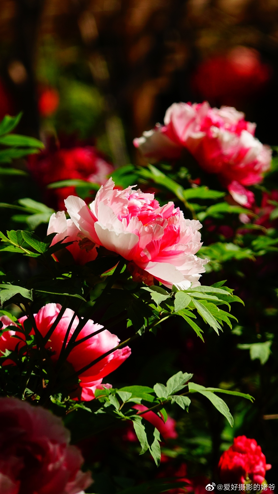 花開富貴香滿園 東坡公園拍記 高清图集 新浪网