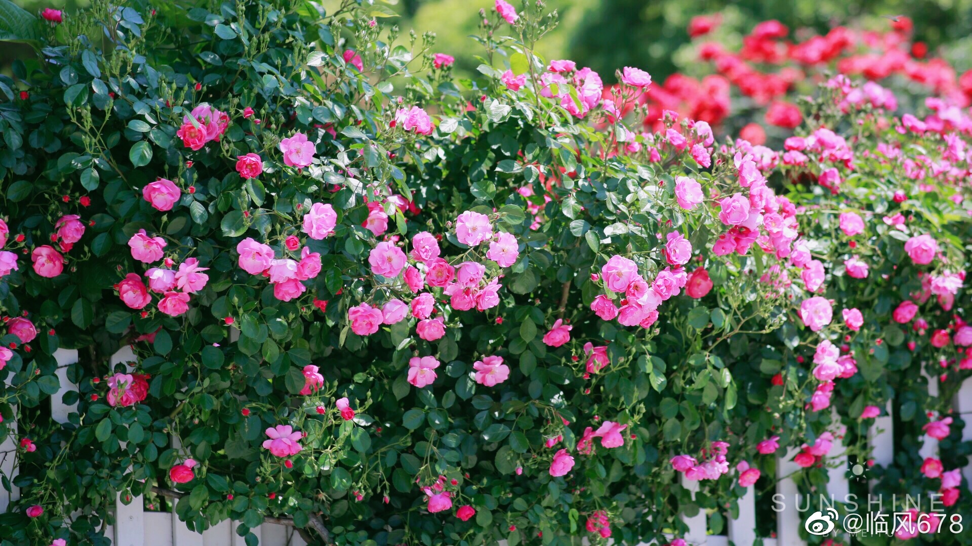 遇见花开,杭州花圃蔷薇花盛开,这个季节赏花的好去处_高清图集_新浪网
