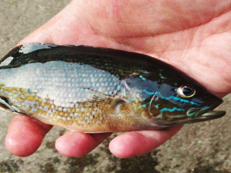 钓到一条鱼,眼睛"炯炯有神",脸上还带"闪电",是什么鱼