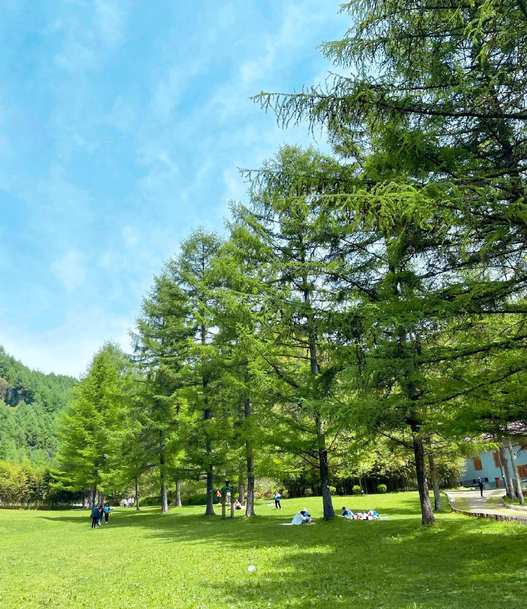 为什么夏天带娃露营吗广元曾家山鸳鸯池森林公园告诉你答案