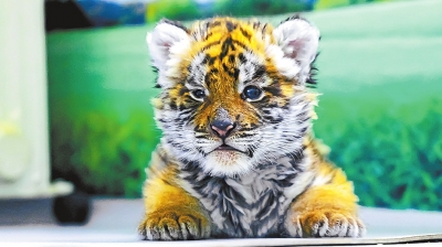 华南虎宝宝等你来取名(虎虎生风气象新)|小虎|宝宝|华南虎_新浪新闻