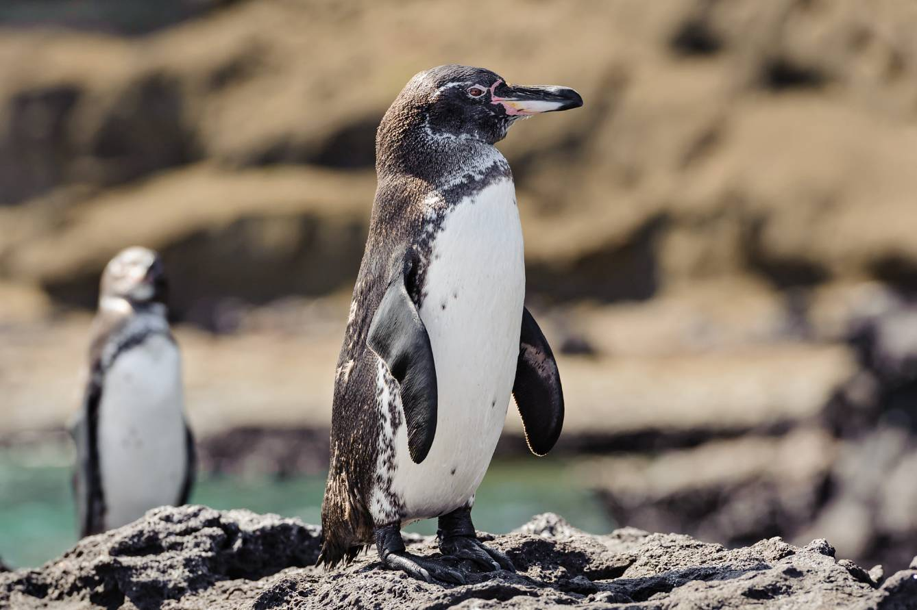 19世纪被人们送到北极的69只企鹅现在怎么样了