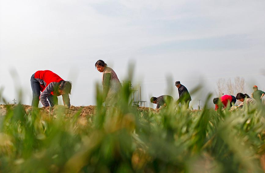 田间丰收工作品