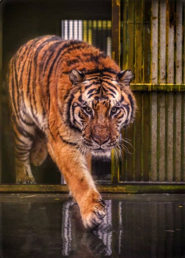 教师易小阳先生在街道白墙上画虎,他精心创作的虎栩栩如生,高贵霸气