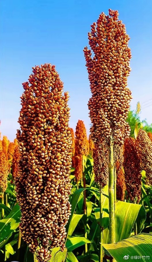 看,庄稼又丰收了__财经头条