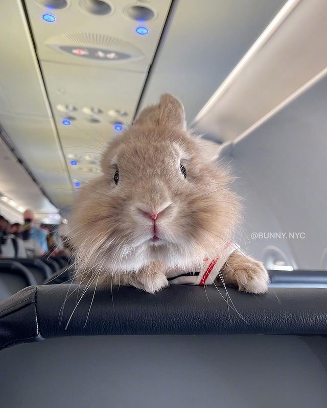 时尚兔子君来啦。 cr.bunny.nyc