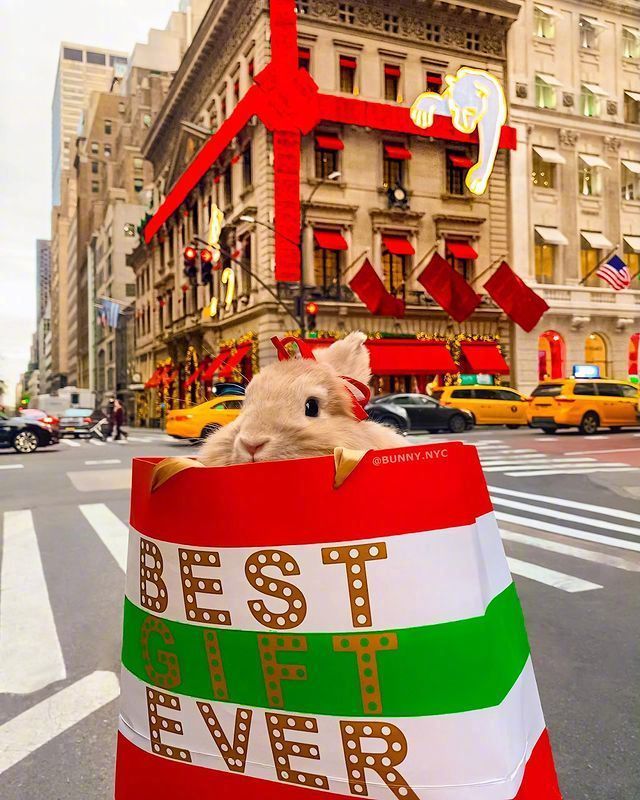 时尚兔子君来啦。 cr.bunny.nyc