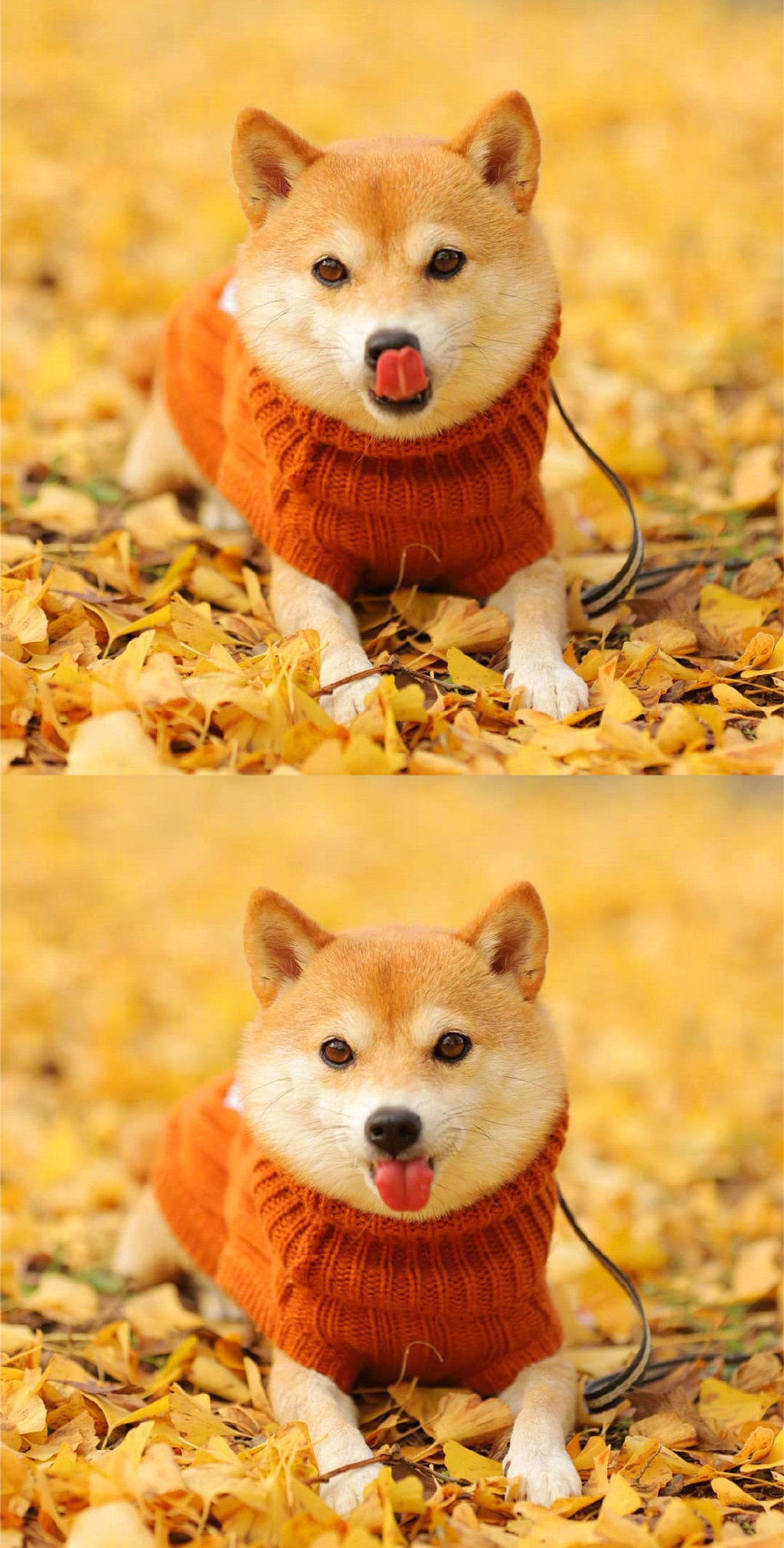 柴犬 豆柴リリ 的秋日写真 好治愈 Ins Lily0316am 早 柴犬 豆柴リリ 的秋日写真 好治愈 Ins Lily0316am 早