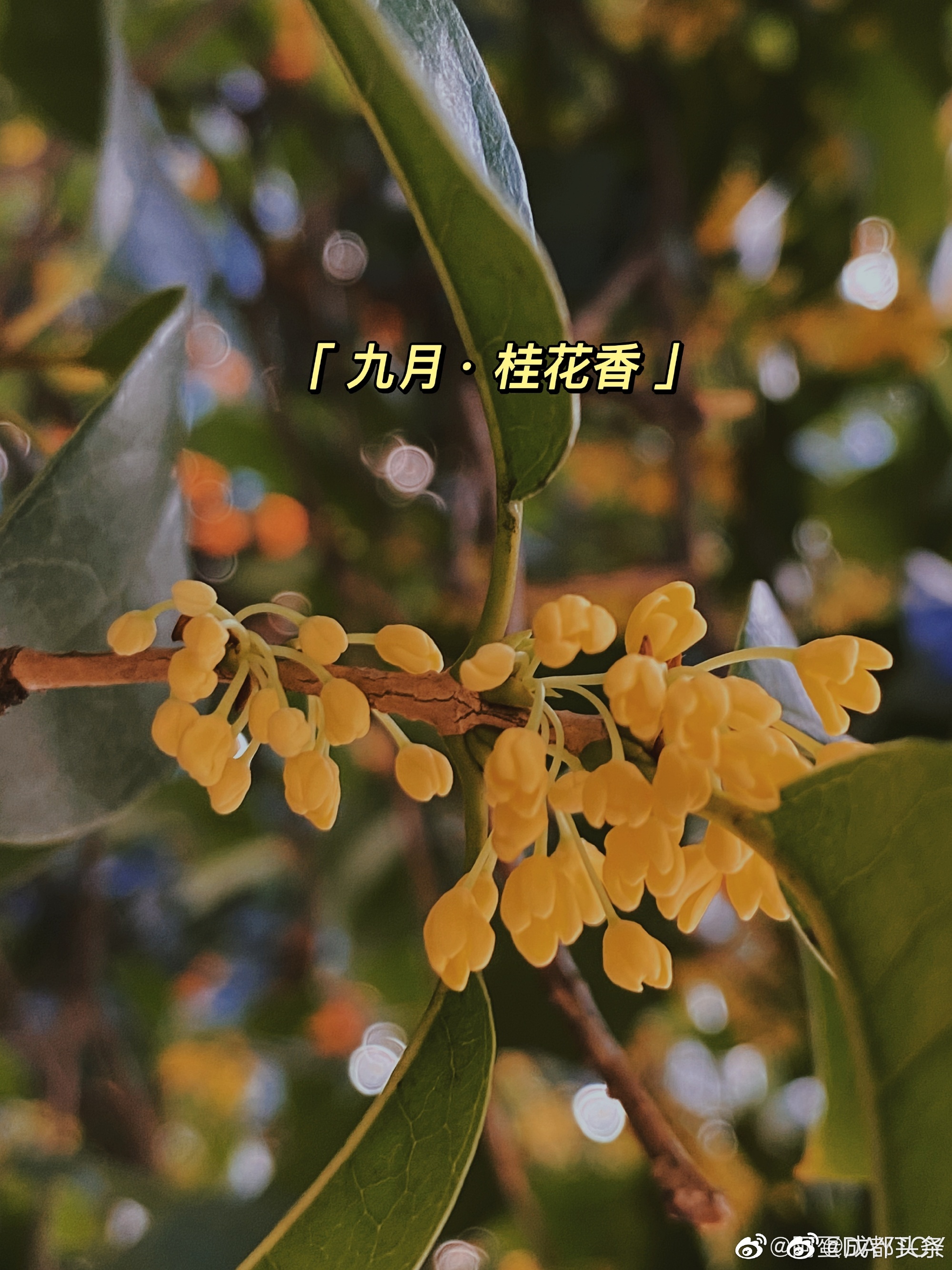 有网友说,九月的成都桂花,是这座城市天然的香水,你同意么?