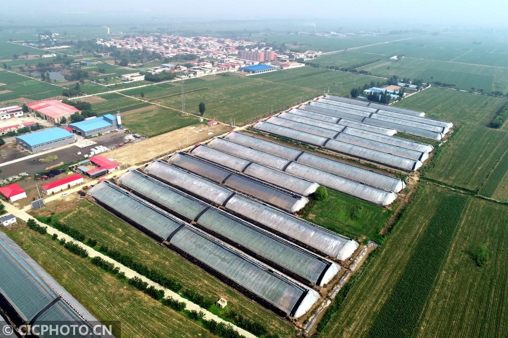 河北巨鹿:葡萄香飘增收路