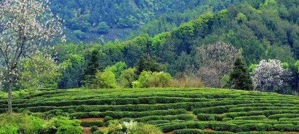 黄山名茶,让国茶更璀璨