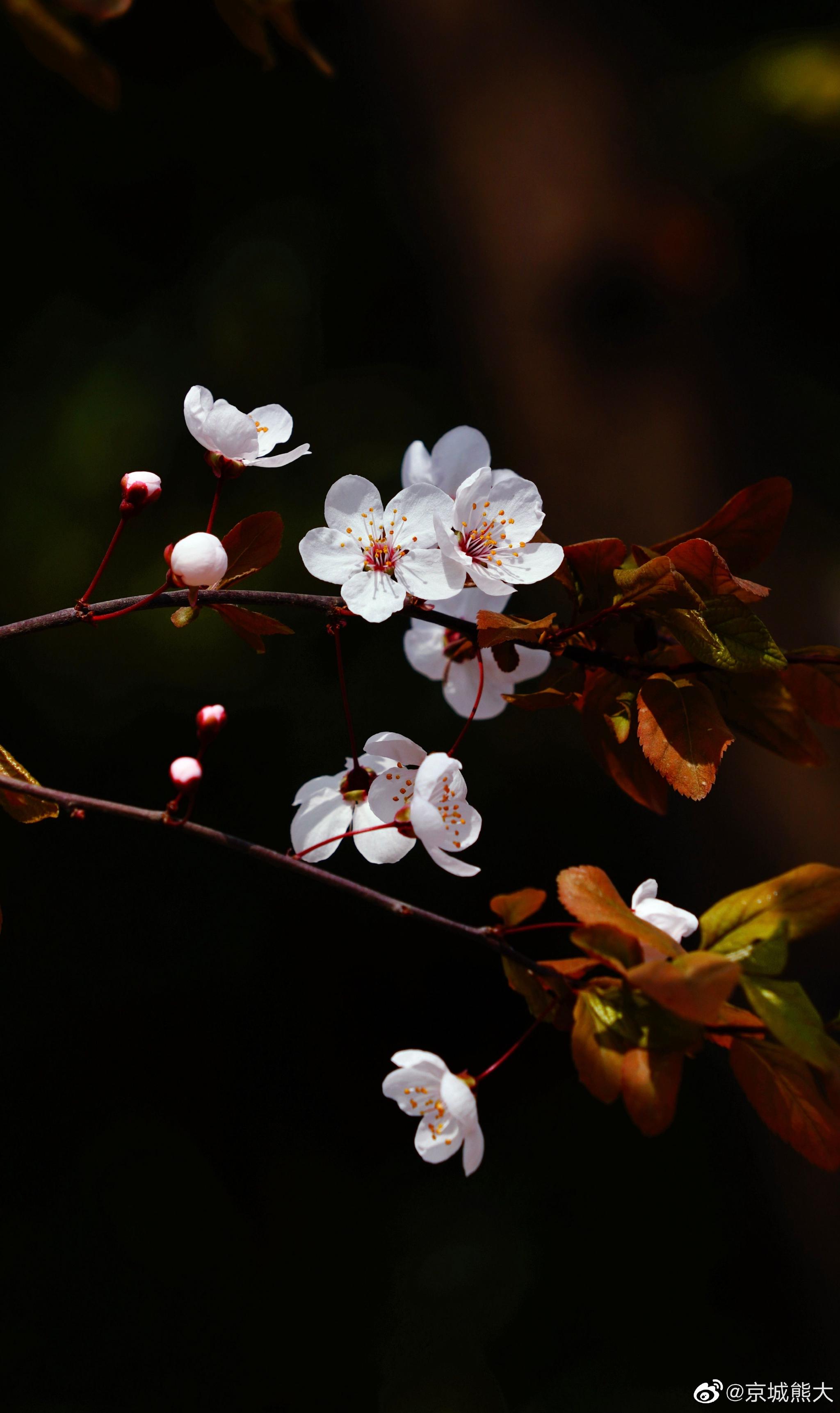 满城尽开紫叶李摄影