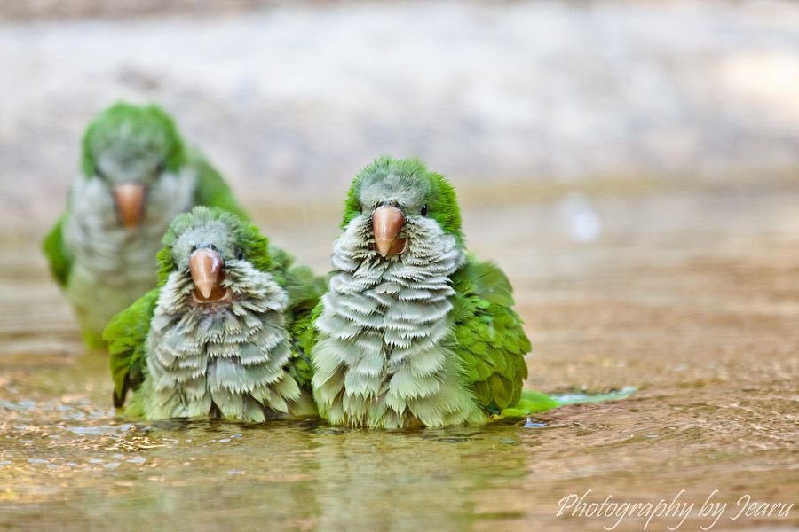 绿和尚鹦鹉来自:twi:@haneoka2