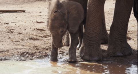 481_260gif 动态图 动图