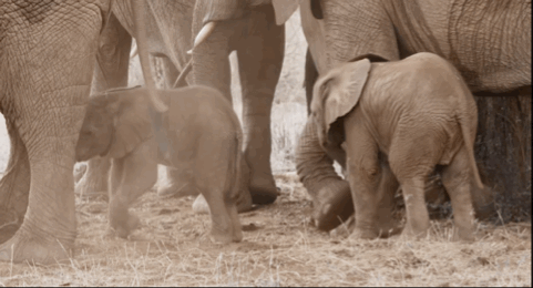 豆瓣93大象迁徙背后的残酷真相我一眼都不忍再看