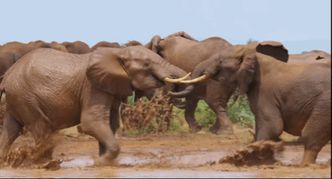 481_260gif 动态图 动图